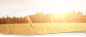 Picture of Grain